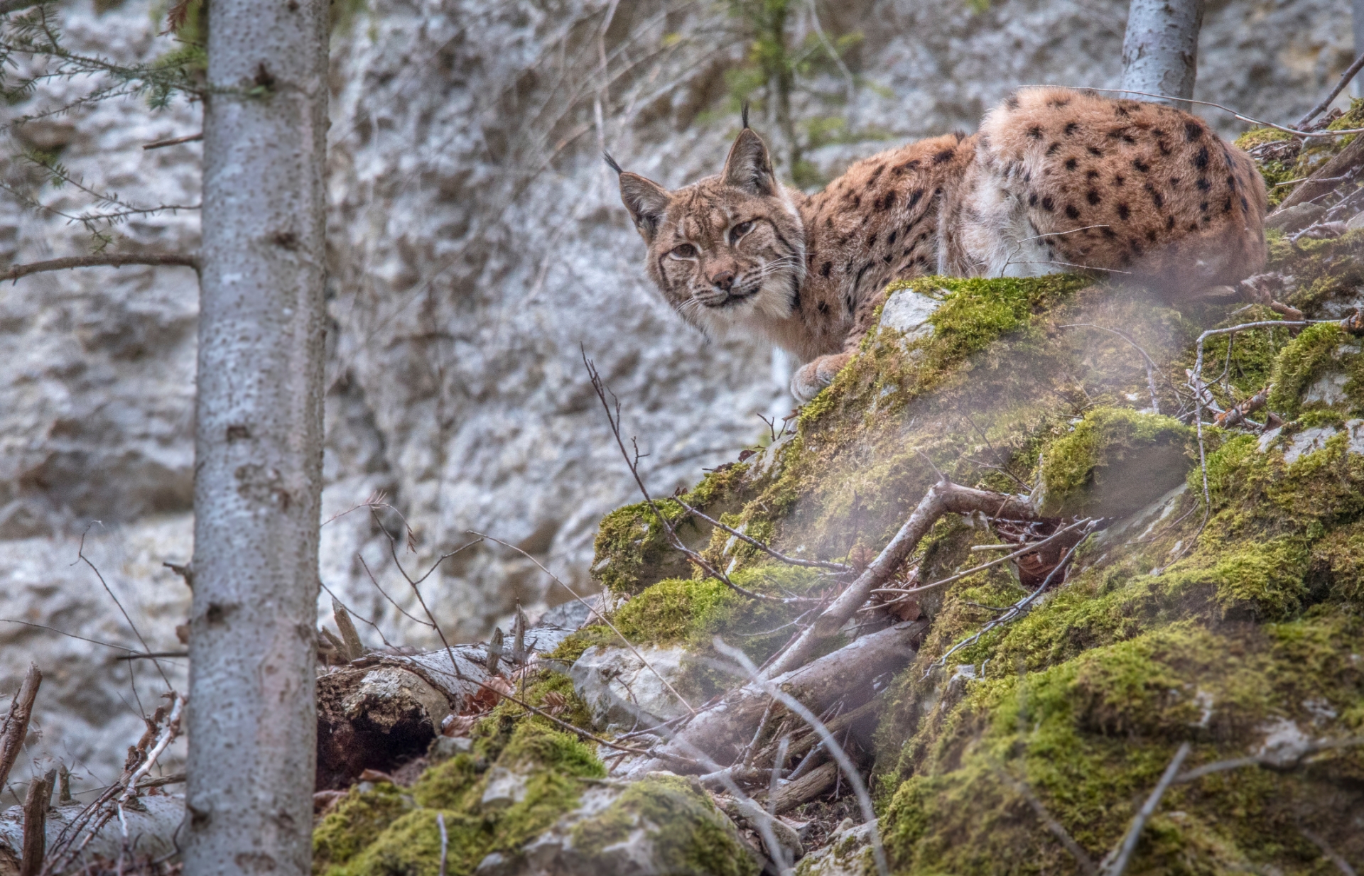 Pour Laurent Geslin, le lynx est «un peu de l’esprit de la forêt que nous avons pu récupérer».