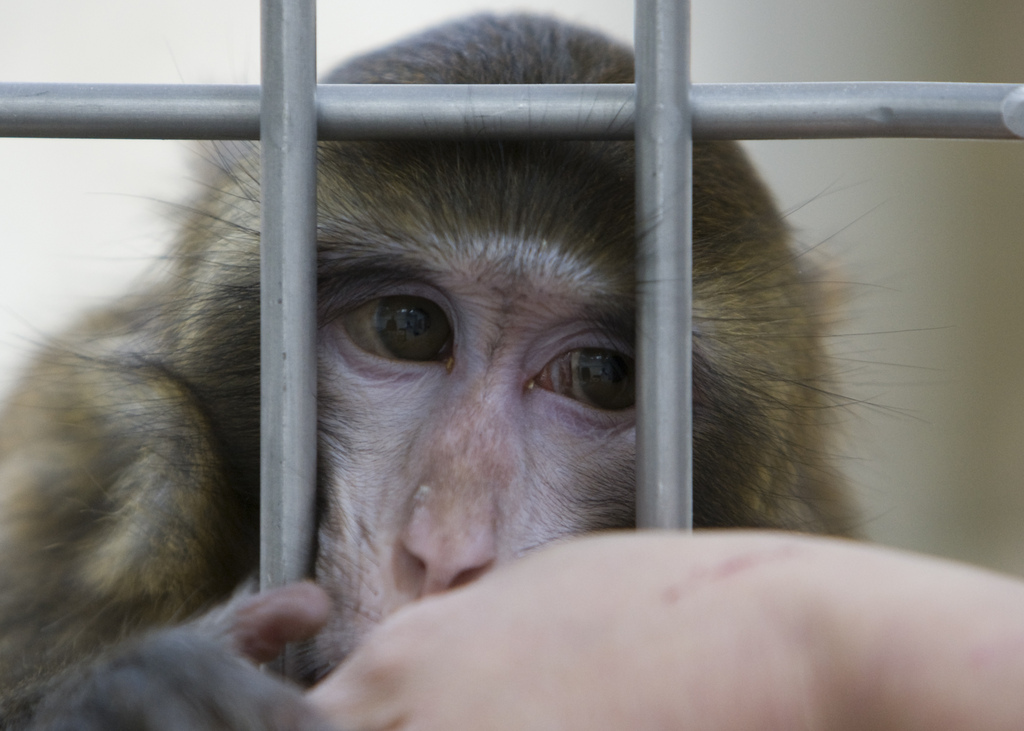 Les deux hautes écoles veulent utiliser deux ou trois macaques pour des recherches sur la schizophrénie et d'autres maladies psychiques.