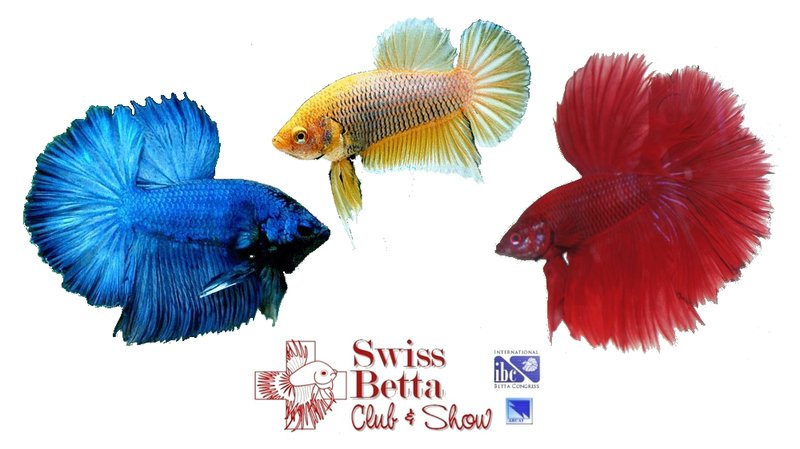 Swiss Betta Show - exposition de poissons