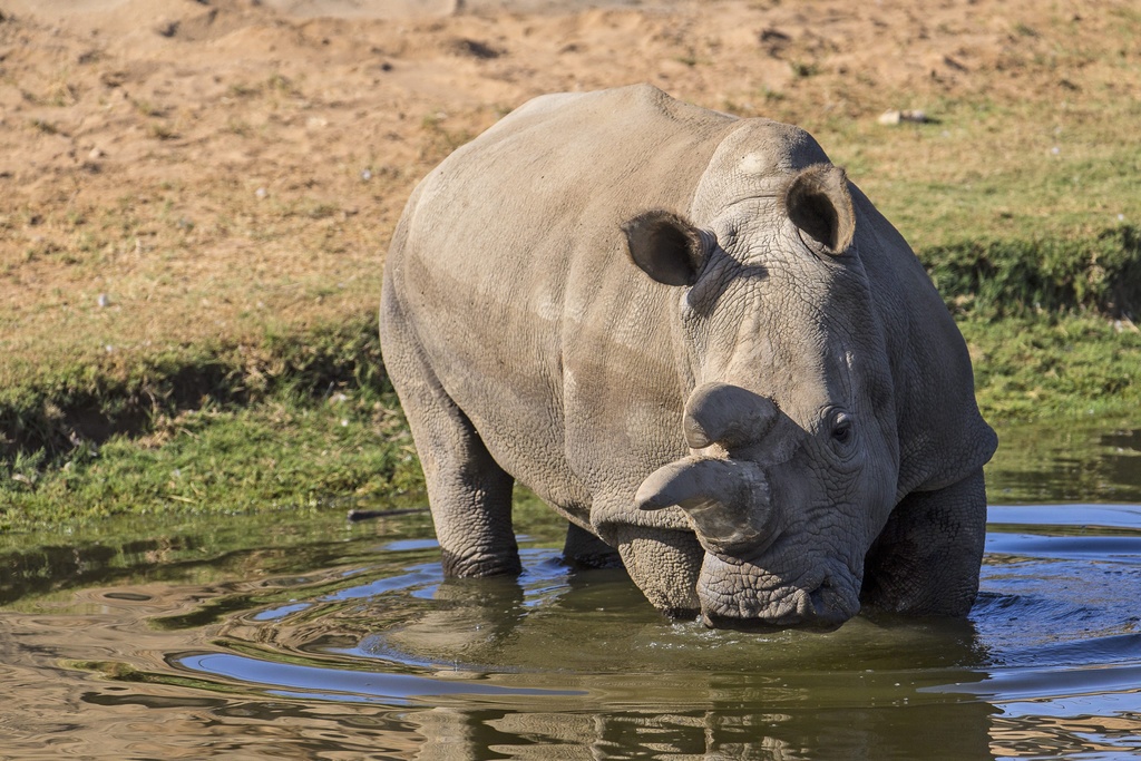 La population de rhinocéros blanc du Sud est plus que jamais menacée. Le dernier mâle s'était éteint l'an dernier.  (illustration)