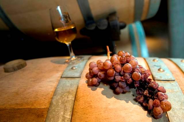 La vendange tardive donne le Noëllis, vin doux de la Cave des Lauriers à Cressier.