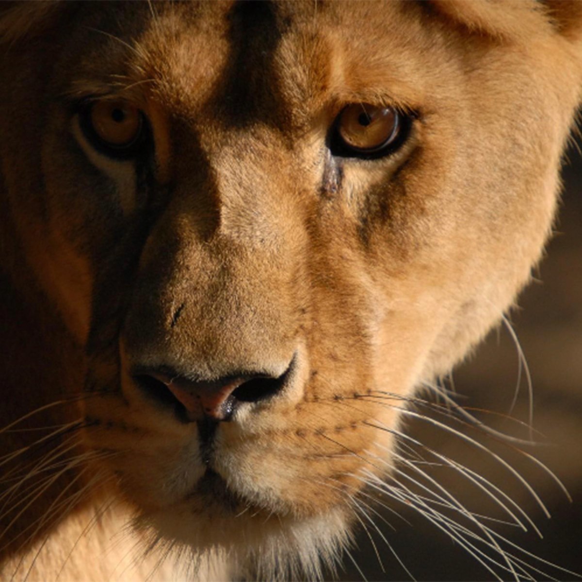 Sabu a rejoint la maison des lions du Sikypark. Après son voyage d'Allemagne, la lionne de 19 ans a besoin de repos.