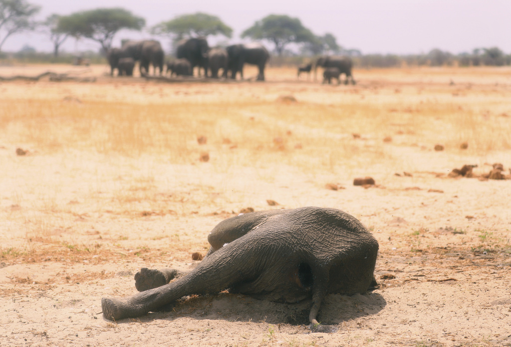 Les éléphants sont désormais plus de 30 à être décédés à cause d'une bactérie dans une réserve du Zimbabwe.