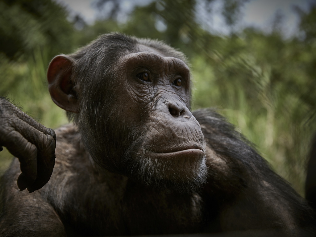 Les chimpanzés faisaient partie du test (illustration).