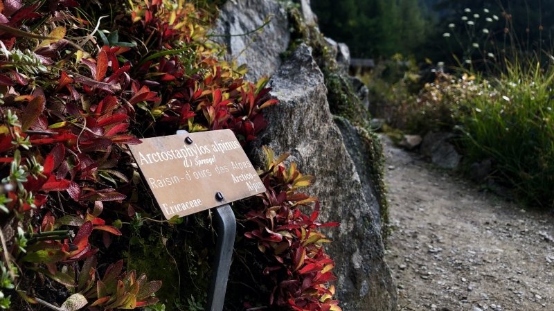 Un repos mérité pour les plantes de Flore-Alpe