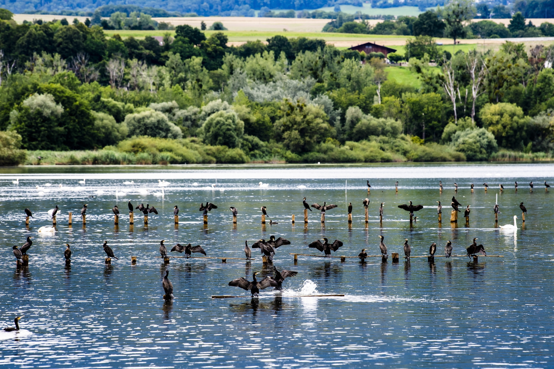 Une vue sur des cormorans dans la zone naturelle protegee dite du "Bois des Vernes" du lac de Neuchatel le lundi 2 aout 2021 a Yverdon. (KEYSTONE/Jean-Christophe Bott)