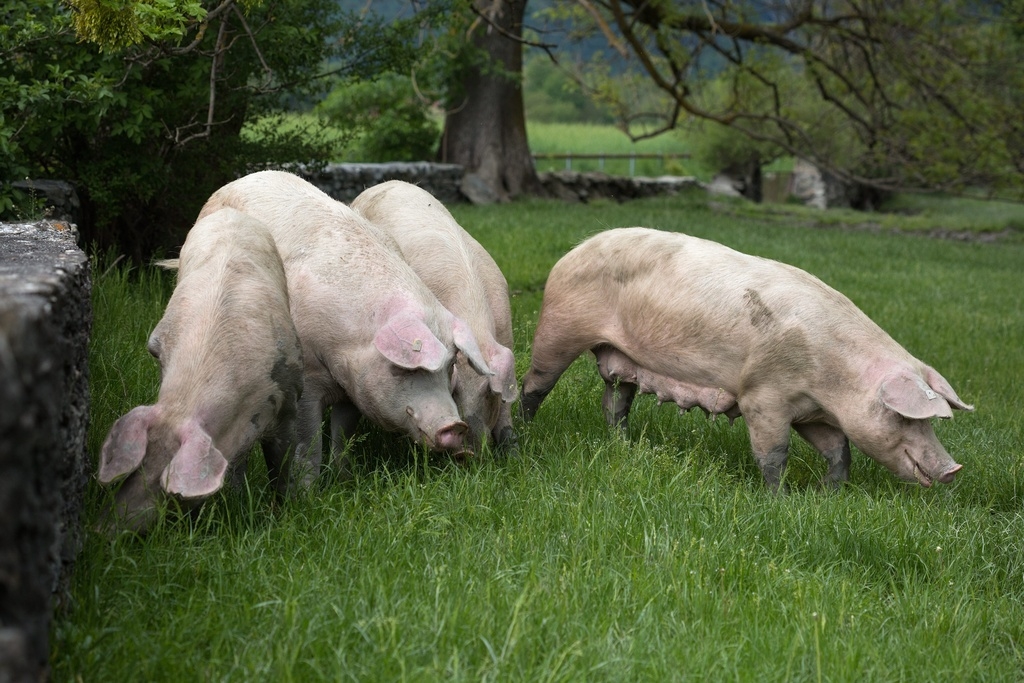 La peste porcine africaine est très dangereuse pour les sangliers et les porcs domestiques.