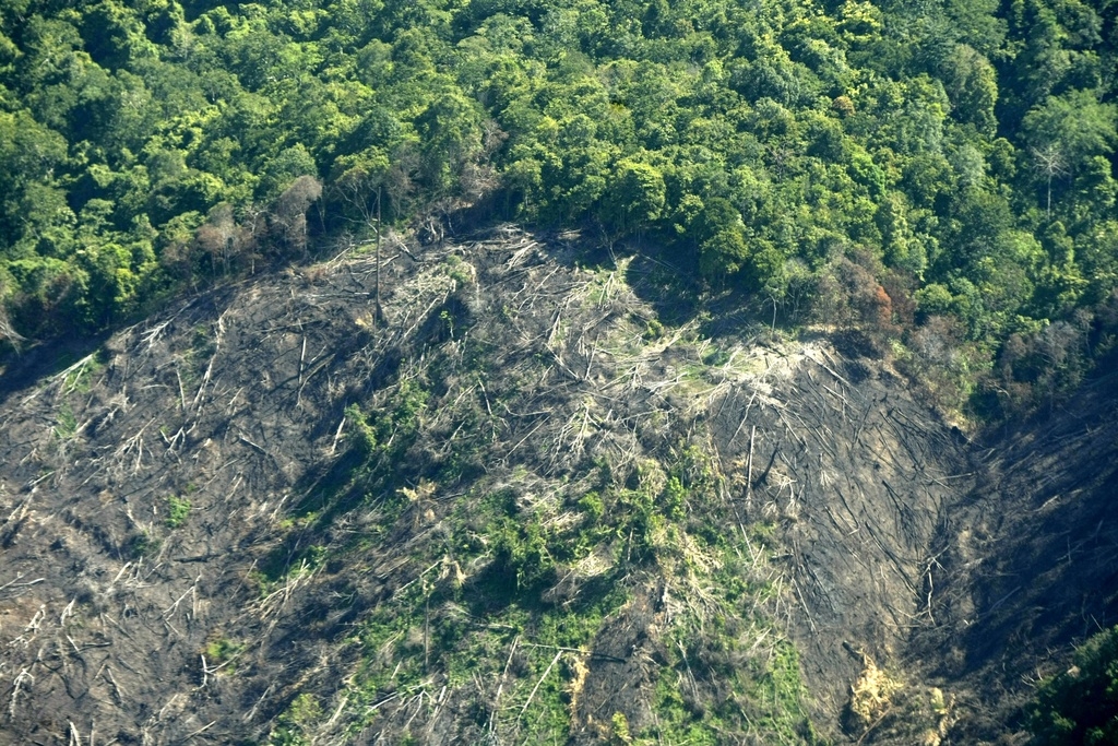 L'Indonésie possède une des trois forêts tropicales les plus importantes au monde et même si la déforestation marque le pas depuis 2015, l'agriculture, l'exploitation forestière et l'extraction minière entraînent toujours une réduction du couvert forestier. (illustration)