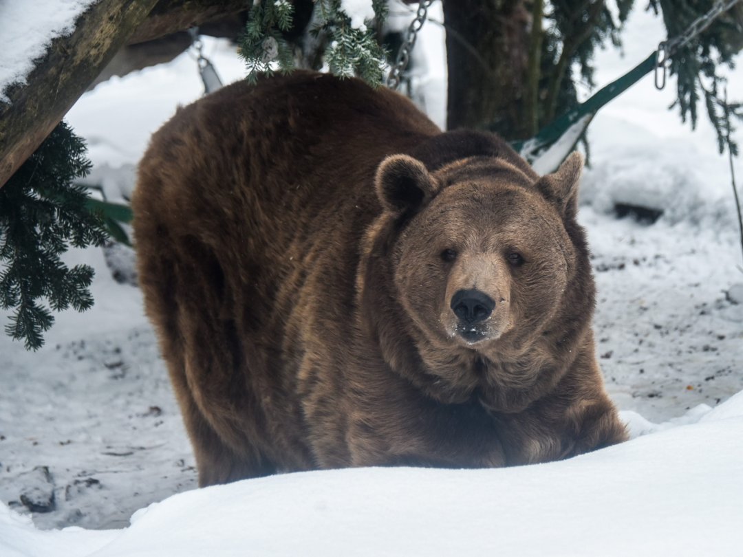 L'ours Haydibay avait 35 ans, alors que l'espèce vit en moyenne 22 ans dans la nature.