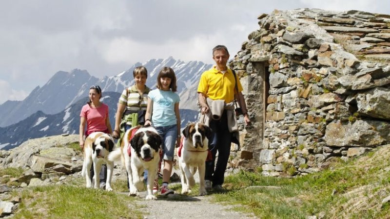Randonnées avec les chiens Saint-Bernard
