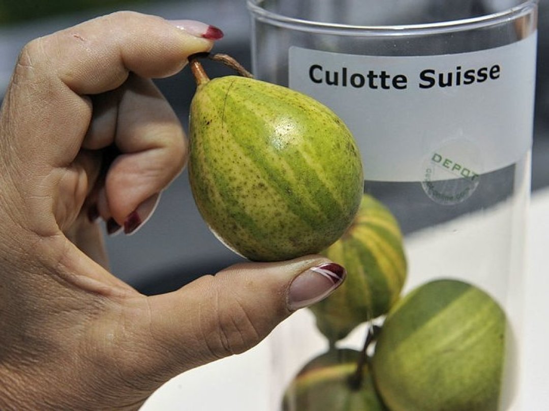 La Culotte suisse est une ancienne variété de poire, fruit de table savoureux.