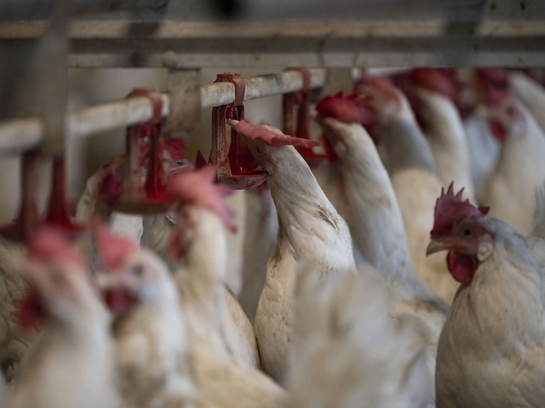 A l'approche des Fêtes en Europe, de nombreux pays ont détecté le virus de la grippe aviaire sur leur sol: la production de viande de volaille et d'oeufs en pâtit, et les prix s'envolent (image symbolique).
