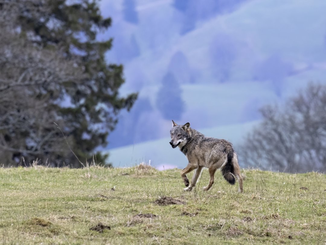 Le loup photographié par Michel Glauser, ce dimanche 26 mars, quelque part sur les hauteurs du Val-de-Ruz.