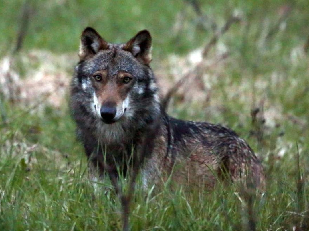 Le loup est-il responsable de la mort d'un jeune veau, lundi à Corgémont?
