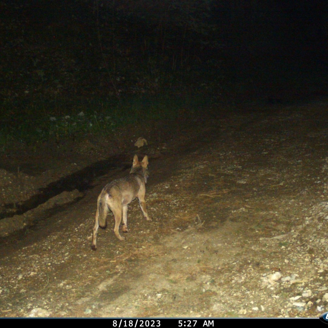 Un loup capturé par un piège photographique dans la région des Verrières, en août 2023.