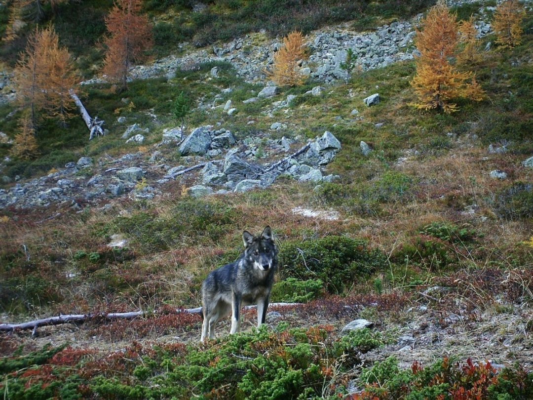 Une dizaine de meutes, soit quelque 70 loups, se trouvent actuellement en Valais (archives).