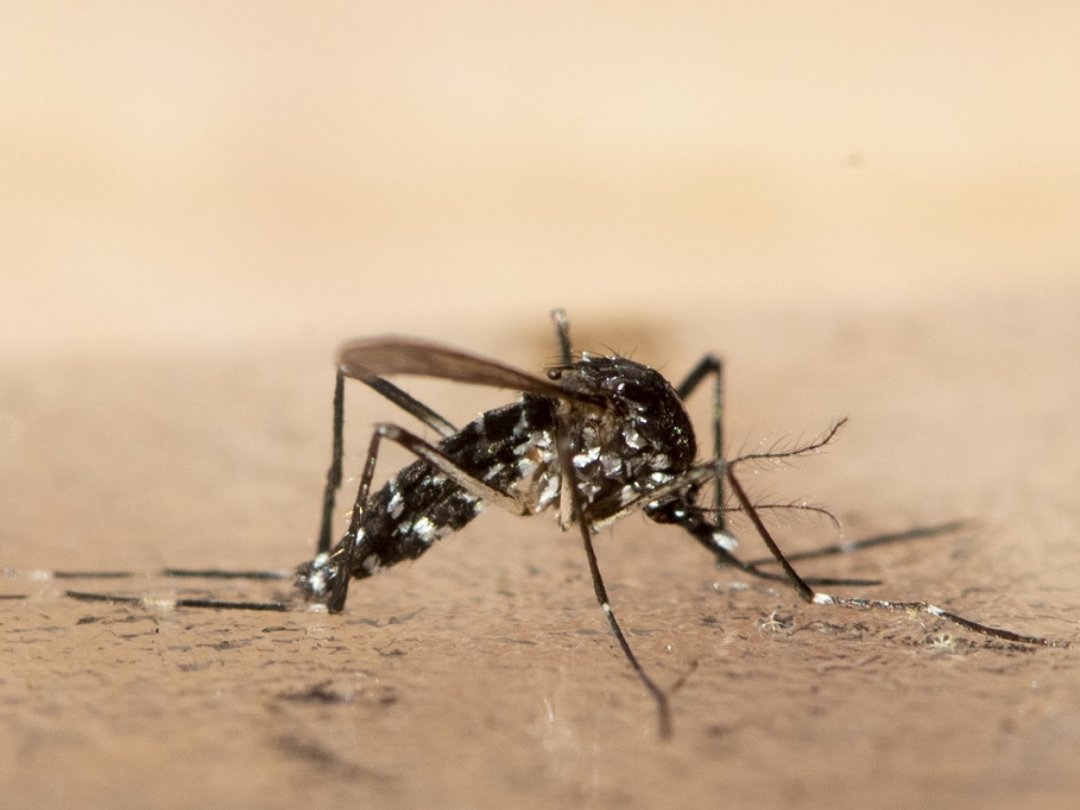 Les cantons traquent le moustique-tigre pour prévenir entre autres les transmissions du virus de la dengue ou du chikungunya (archives).