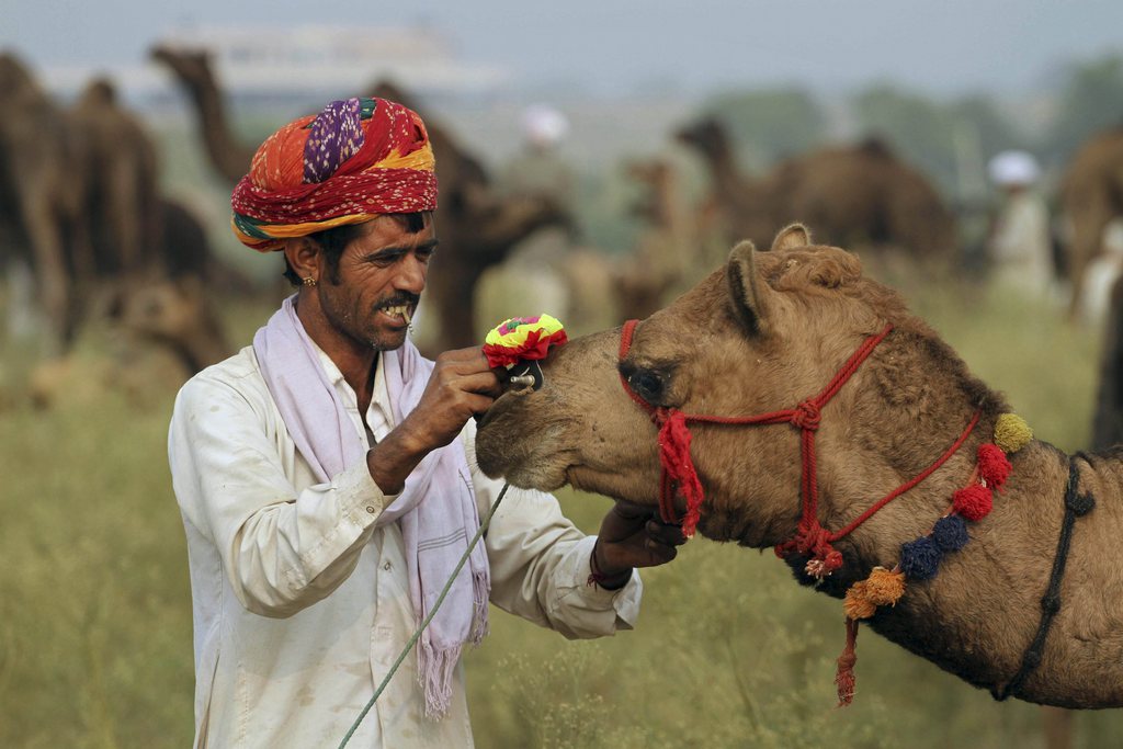 La foire aux chameaux de Pushkar (Rajasthan) a lieu chaque année durant les quelques jours qui précèdent la pleine lune. 