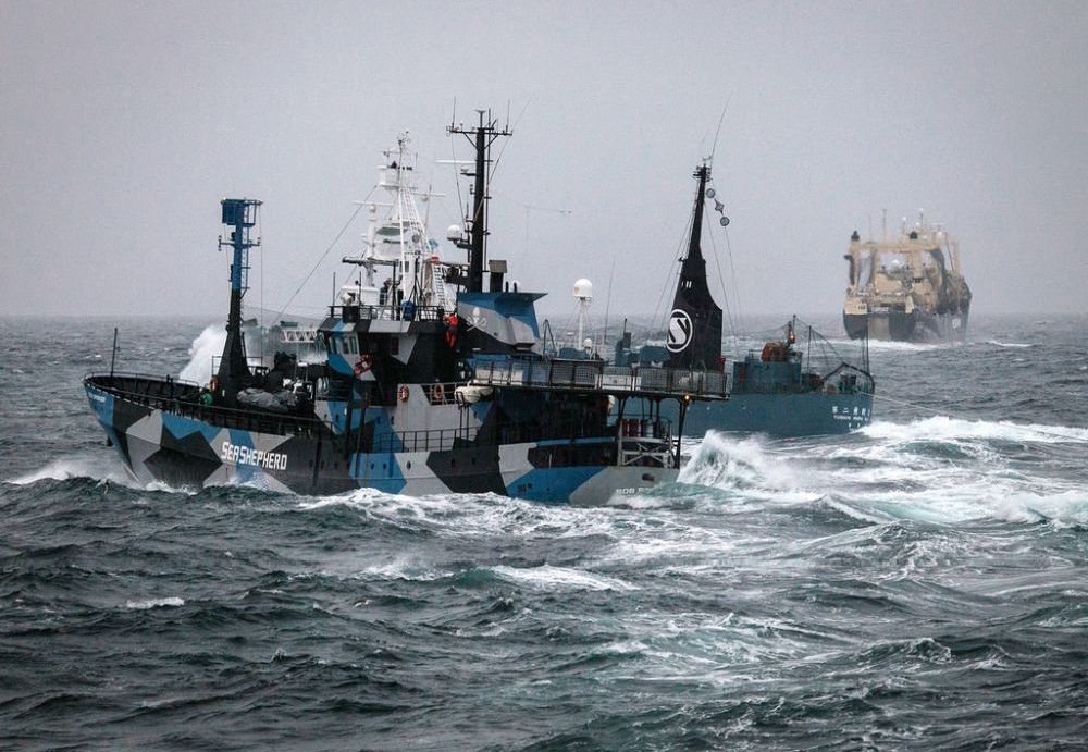 La bataille fait rage entre le bateau de Sea Shepherd et les harponneurs japonais. 