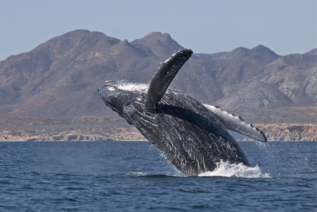 Une baleine, dont l'espèce n'a pas encore été identifiée, est morte, au large de la côte tunisienne.