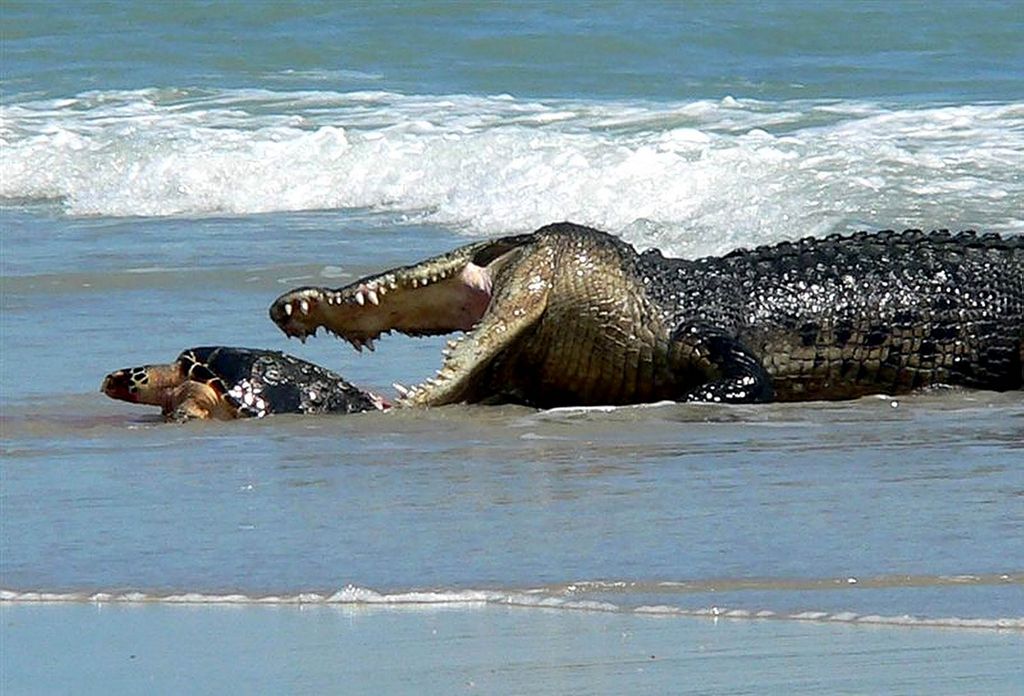 Le crocodile marin est le plus gros reptile. 