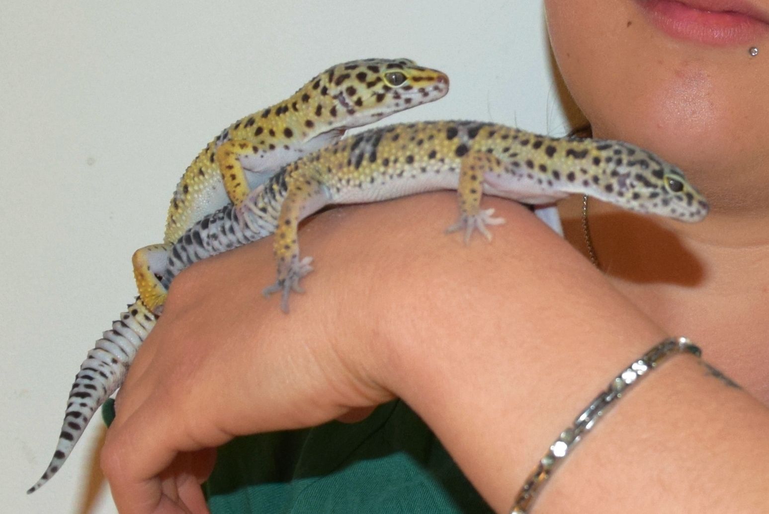 Des geckos ont à nouveau été découvert de le Papiliorama de Chiètres.