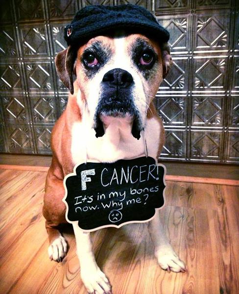 Un Romeo dépité, portant une pancarte "P...de cancer. C'est dans mes os maintenant. Pourquoi moi?"