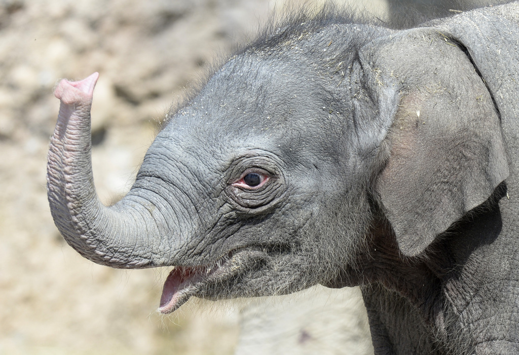 Cette jolie petite fille est née le 17 juin dernier et le zoo lui cherche un nom.