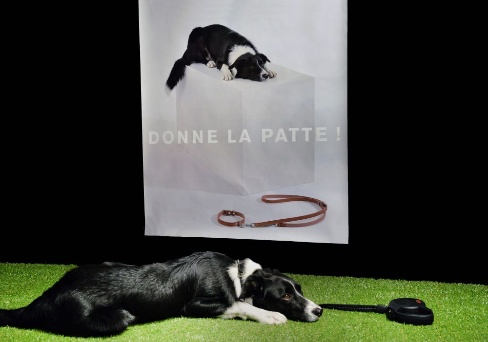Le Muséum de Neuchâtel inaugure samedi sa nouvelle exposition "Donne la patte! Entre chien et loup", visible jusqu'au 29 juin.