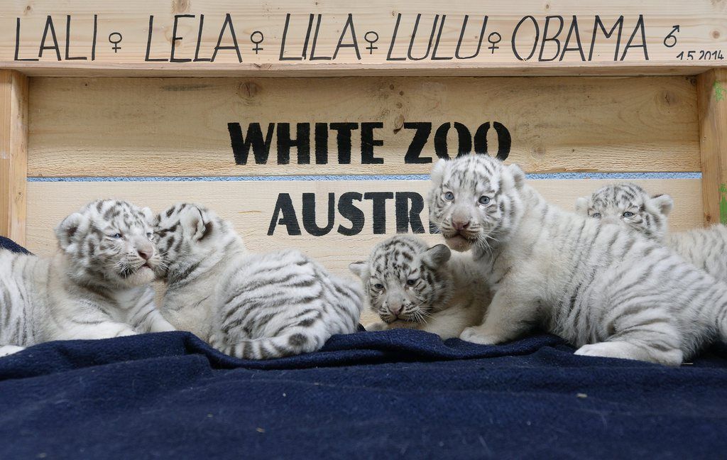 The white tiger quintuplets Lali, Lela, Lila, Lulu and Obama play at the White Zoo at the Kameltheater Kernhof in St. Aegyg am Neuwalde, Lower Austria, Austria, 26 May 2014. The white tigers Lali, Lela, Lila, Lulu and Obama were born on 25 April 2014.  EPA/HANS KLAUS TECHT