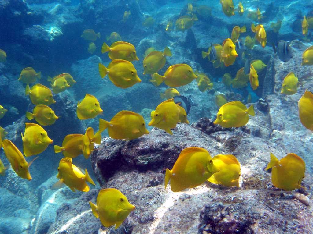 File-This undated file photo from Oregon State University shows a school of yellow tang off the coast of Hawaii. The waters off the Hawaii?s largest island are home to a half-million brightly-colored tropic fish that are scooped up into nets each year and flown across the globe into aquariums from Berlin to Boston. Scientists say the aquarium fishery off the Big Island is among the best managed in the world, but it has nevertheless become the focus of a fight over whether it?s ever appropriate to remove fish from reefs for people to look at and enjoy. (AP Photo/Oregon State University, Bill Walsh,File) NO SALES