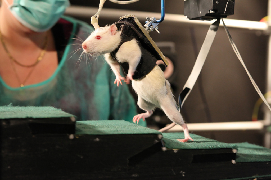 Les tests menés sur les rats se sont révélés concluants: les stimulations électrique leur permettent de marcher à nouveau.