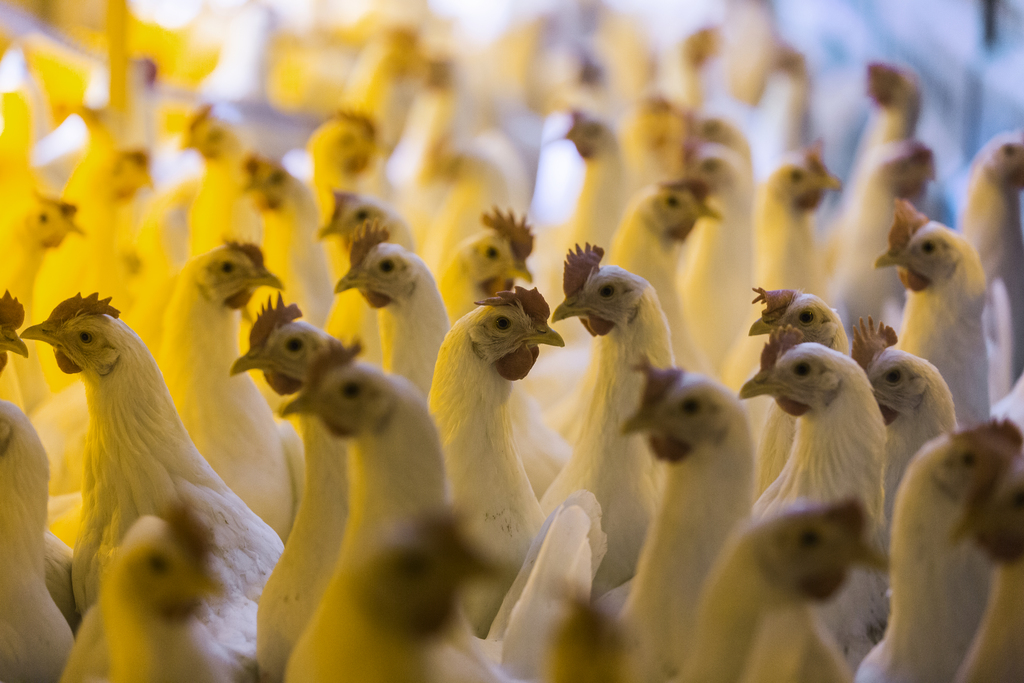 Près de mille poulets ont été massacrés par quatre jeunes Californiens.