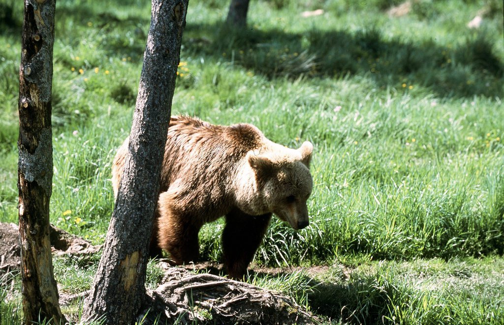 Les randonneurs ont rencontré l'ours dans les bois et 'animal a commencé à les suivre. 