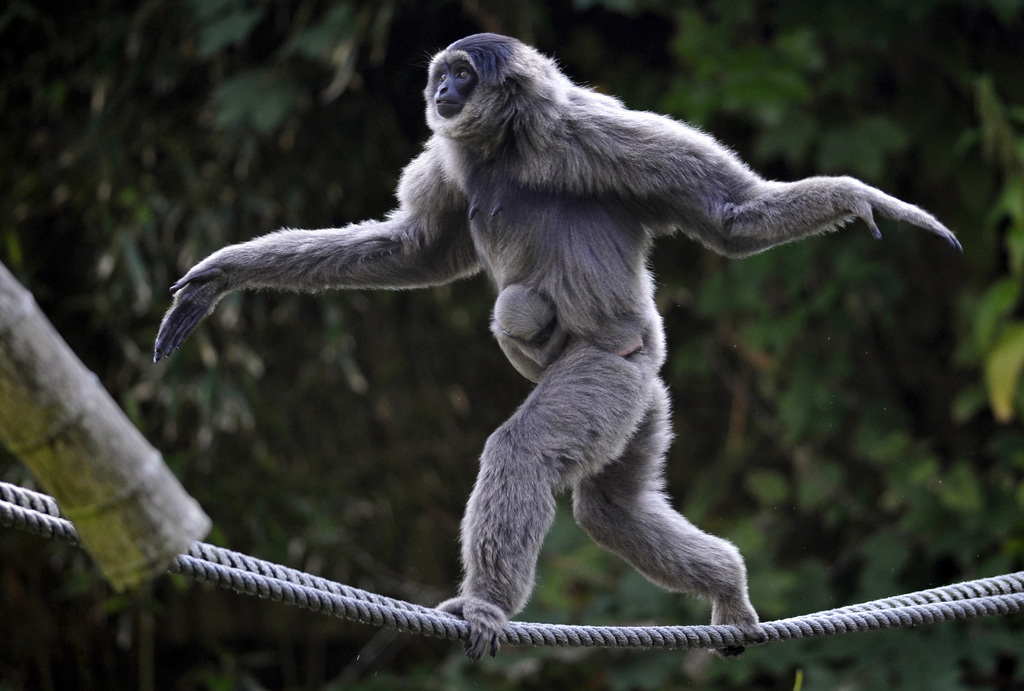 Des chercheurs ont séquencé pour la première fois le génome d'un gibbon. Ce cousin des grands singes appartient à la super famille des hominoïdes tout comme l'homme.