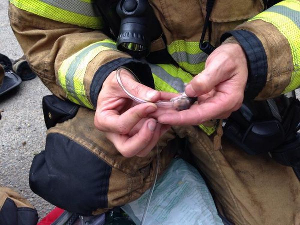 Les pompiers américains sont équipés pour réanimer des animaux domestiques. Même les plus petits.