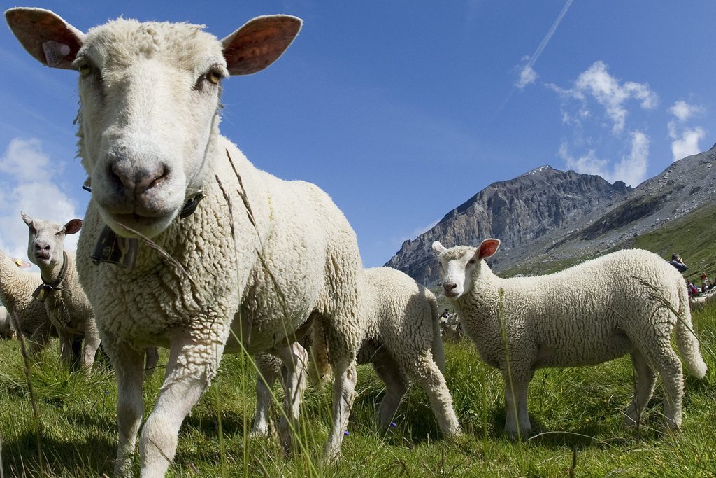La PSA demandeque les 230'000 ovins passant chaque année leur été à l'alpage jouissent de meilleures conditions sanitaires et de détention dans les pâturages.