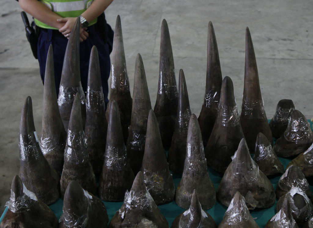 A customs officer stands guard near seized rhino horns at the Hong Kong Customs and Excise Department in Hong Kong Tuesday Nov. 15, 2011. Hong Kong Customs seized a total of 33 unmanifested rhino horns, 758 ivory chopsticks and 127 ivory bracelets, worth about HK$17 million ($2.23 million), inside a container shipped to Hong Kong from Cape Town, South Africa. (AP Photo/Kin Cheung)