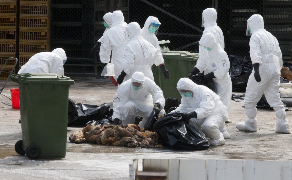 epa04044993 Hong Kong Health Department workers are seen disposing dead chickens during a cull of 20,000 chickens, in the wake of a discovery of the H7N9 bird flu virus in a batch of live birds imported to the city from the southern Chinese province of Guangdong, Hong Kong, China, 28 January 2014. The Hong Kong government also announced it would suspend imports of fresh poultry from mainland China for 21 days.  EPA/ALEX HOFFORD