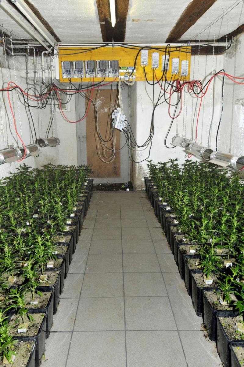Les 500 plants de marijuana se trouvaient dans deux cultures indoor. 