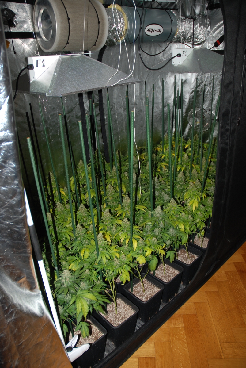 Les 52 plants de marijuana étaient cultivés dans un appartement de Genève.