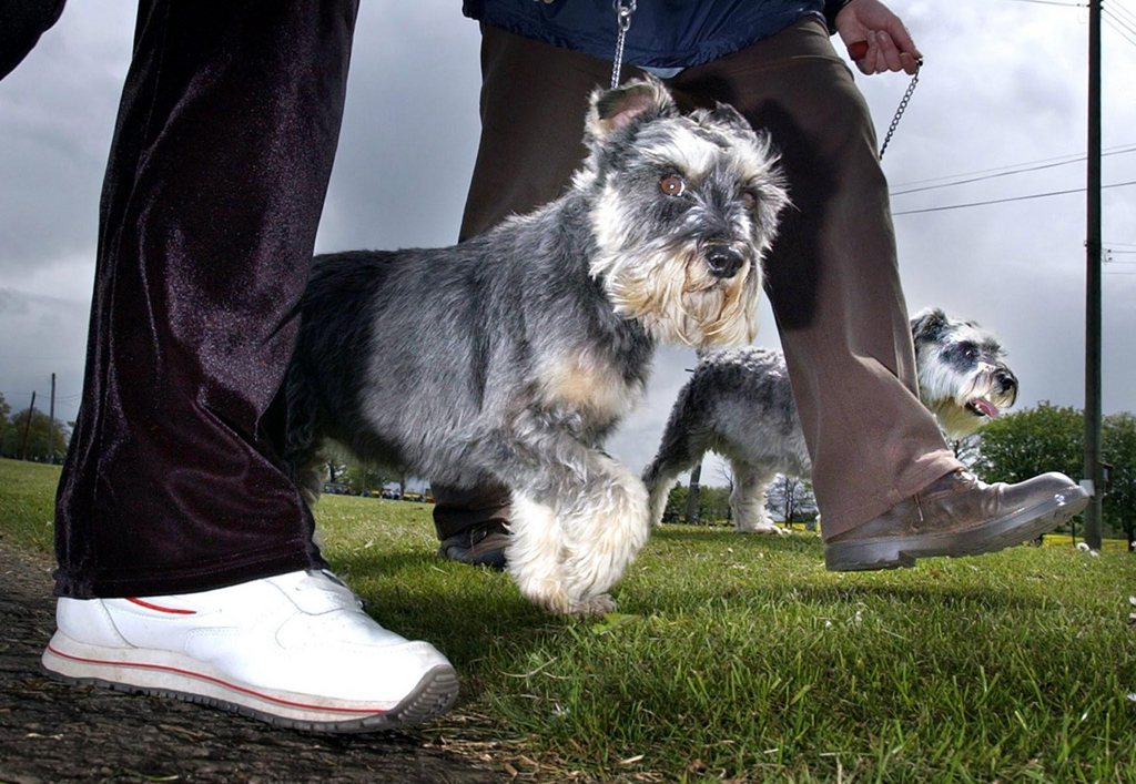 One of more than 3,000 dogs taking part in a world record dog walking attempt at the Royal Highland Centre in Edinburgh, Sunday May 11, 2003. The event will raise funds for the University of Edinburgh's Small Animal Hospital UIltrasound Appeal. (KEYSTONE/EPA PHOTO/PA/DAVID CHESKIN)