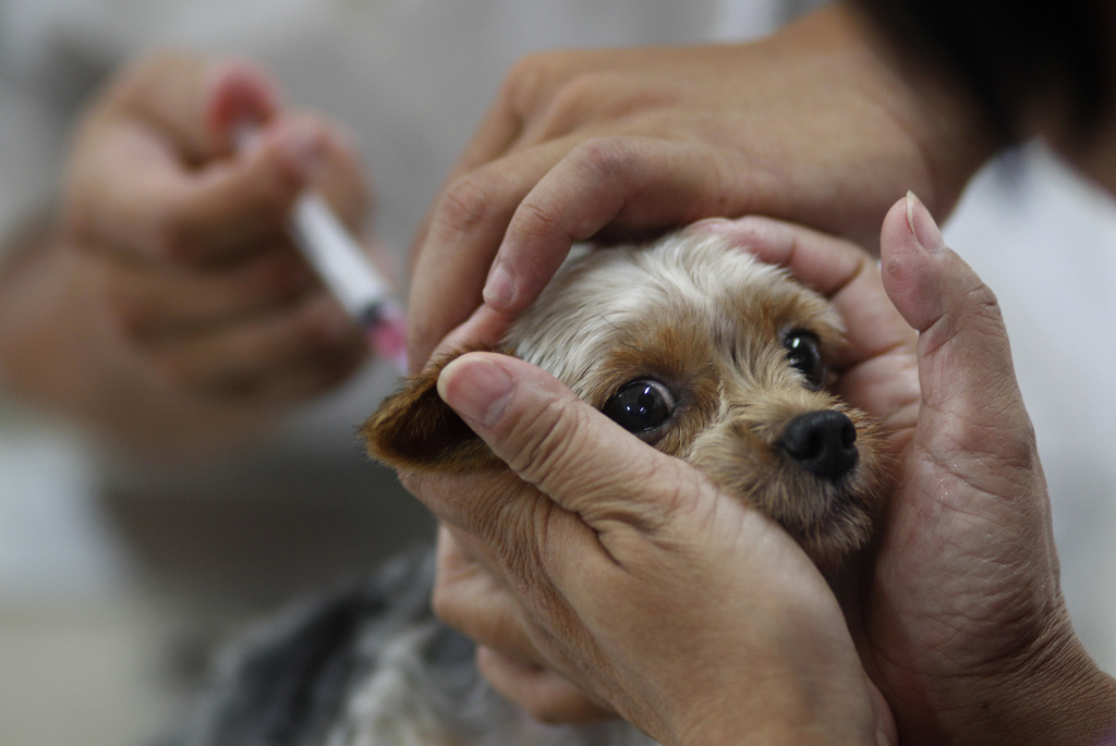 La plupart des pays industrialisés sont parvenus à éliminer la rage en vaccinant les chiens.