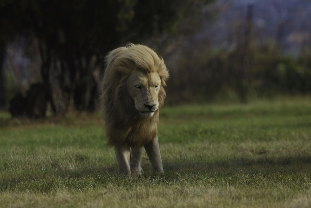 A male lion stands in the breeze at the Lion Park outside Johannesburg, South Africa, Wednesday Feb. 4, 2015. (AP Photo/Jerome Delay)