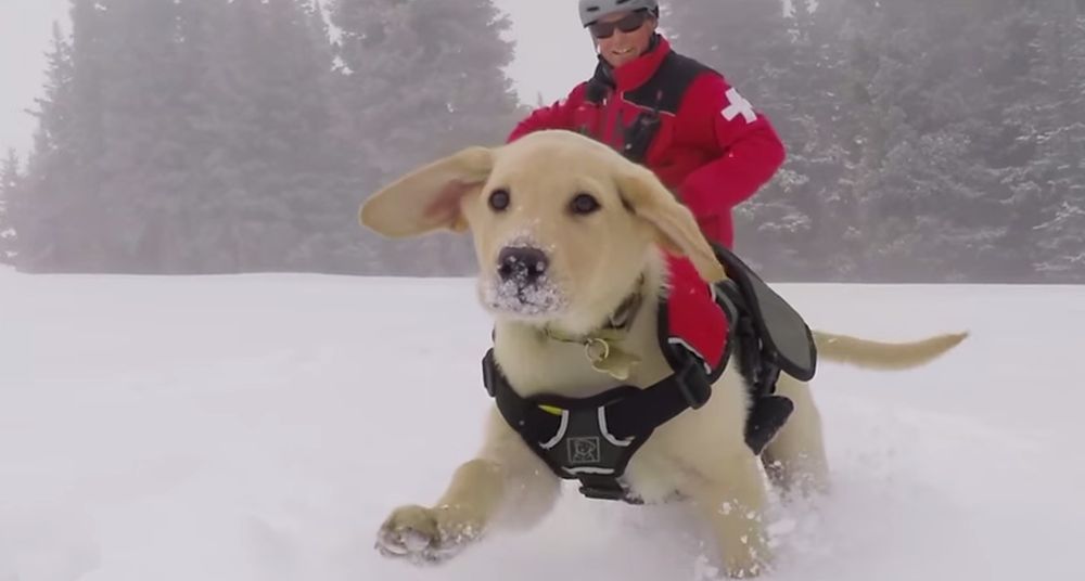 Dans le Colorado, les chiens d'avalanche commencent vite leur formation. 