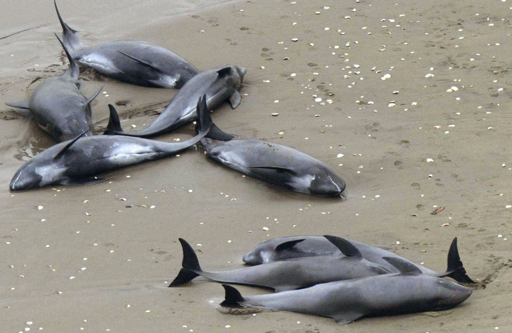 Dolphins lie on the beach in Hokota, north of Tokyo, Friday, April 10, 2015. Nearly 150 dolphins were found washed ashore the coast in central Japan on Friday morning. A Hokota city official said a total of 149 dolphins were found stranded on the beach by noon local time. (AP Photo/Kyodo News) JAPAN OUT, MANDATORY CREDIT
