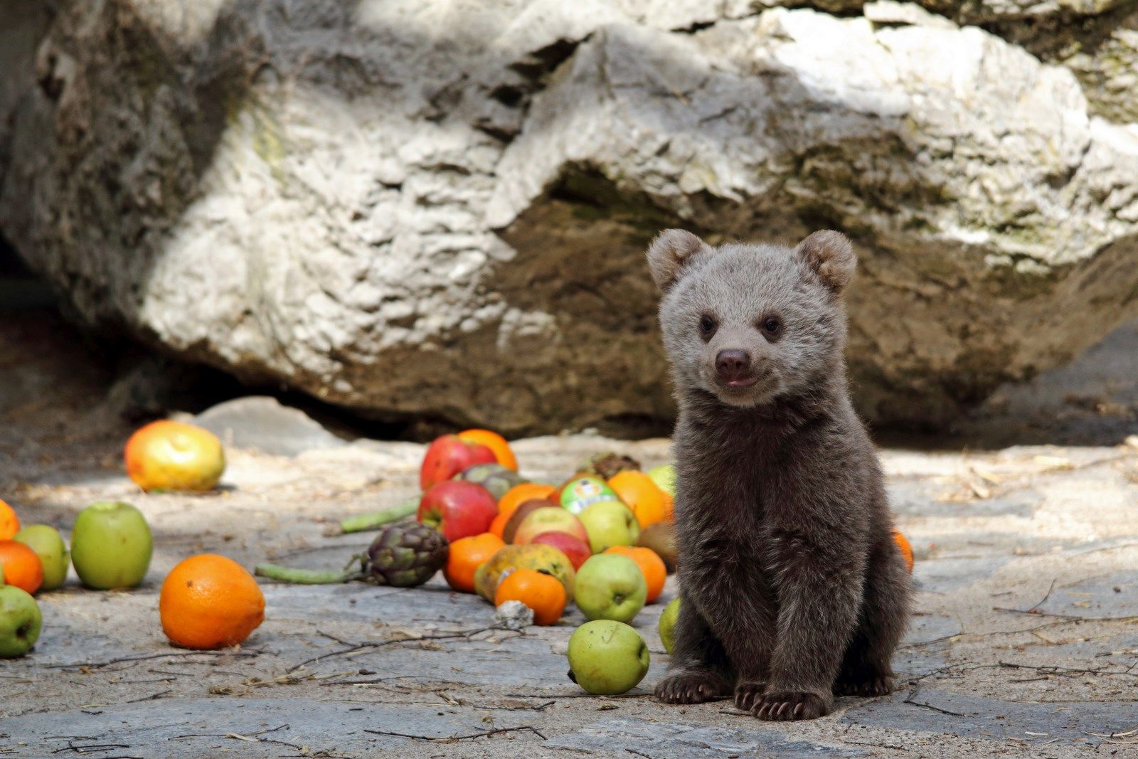 Un petit ours né il y a peu au Zoo de Servion.