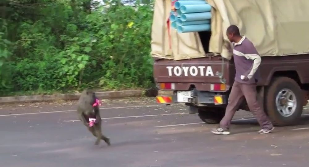 Trois babouins ont dévalisé la marchandise d'un camion en Tanzanie.
