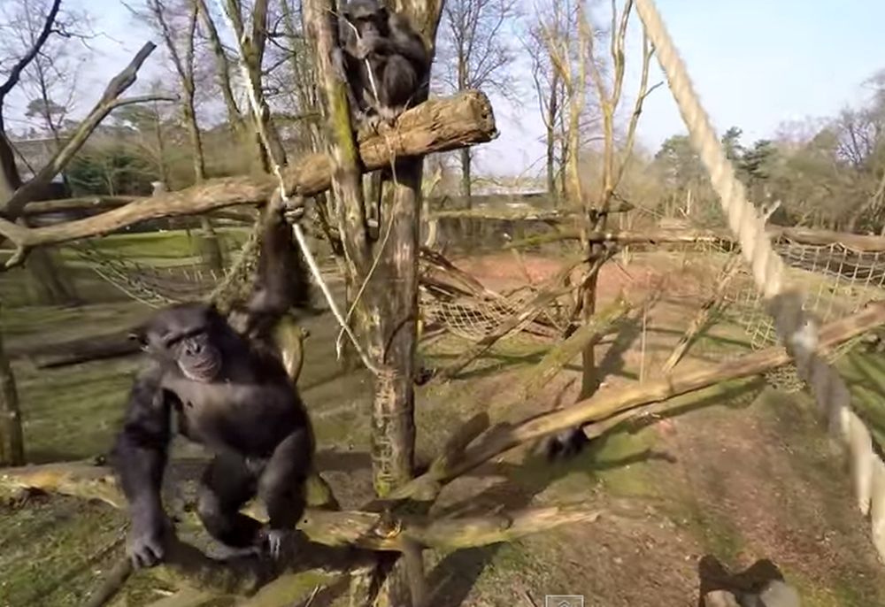 Dans un zoo au Pays-Bas, un chimpanzé s'en est pris à un drone, armé d'une branche. 
