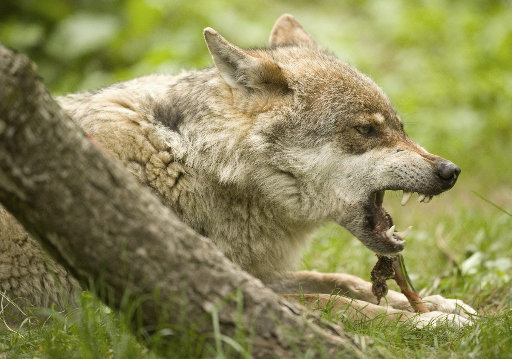 Les loups tuent entre 100 et 300 animaux chaque année en Suisse.
